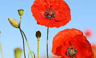 Poppies