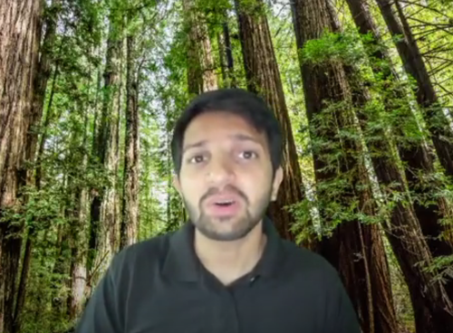The Forest